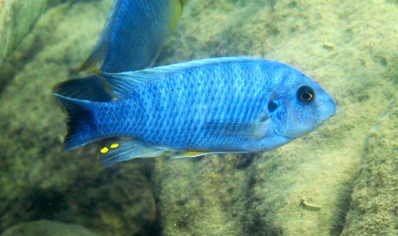 Labeotropheus fuelleborni 'Maleri Island'